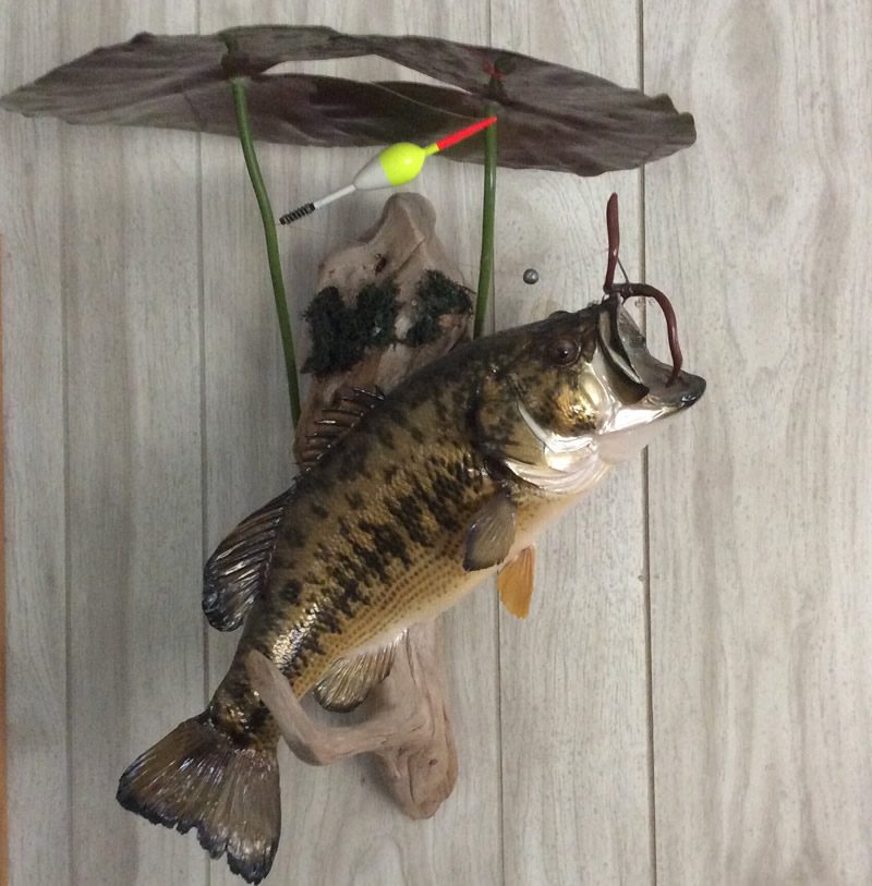 Taxidermy Large Mouth Bass